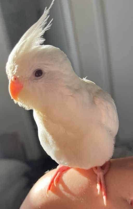 pet cockatiel for parrot beginners