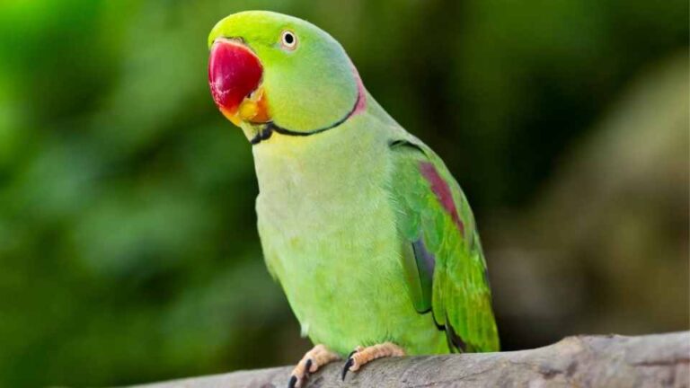 Best Pet Birds For Beginners That Talk: Honest Advice