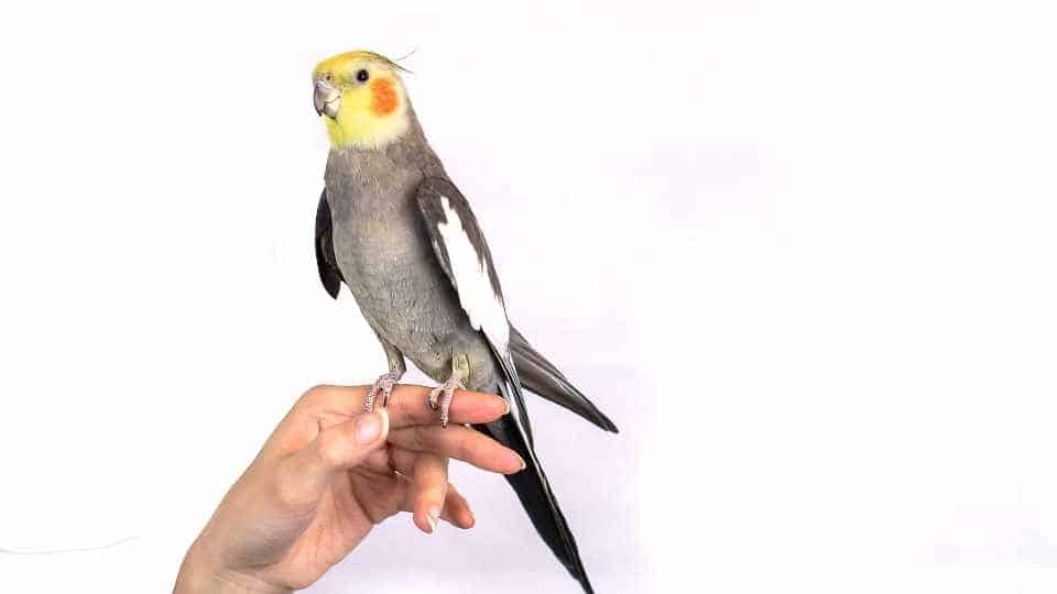 best pet parrots for beginners