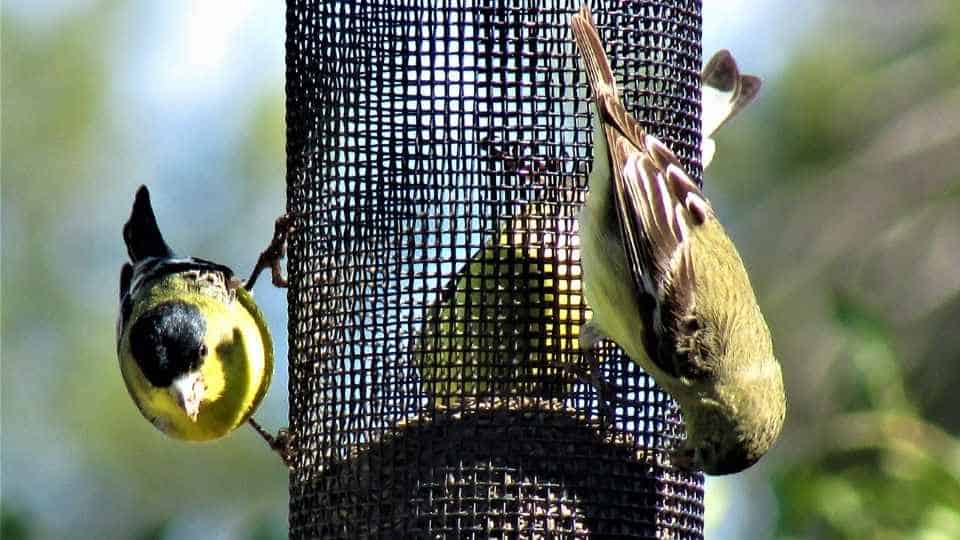The Best Bird Feeders For Finches: Top 10 Picks (2022)